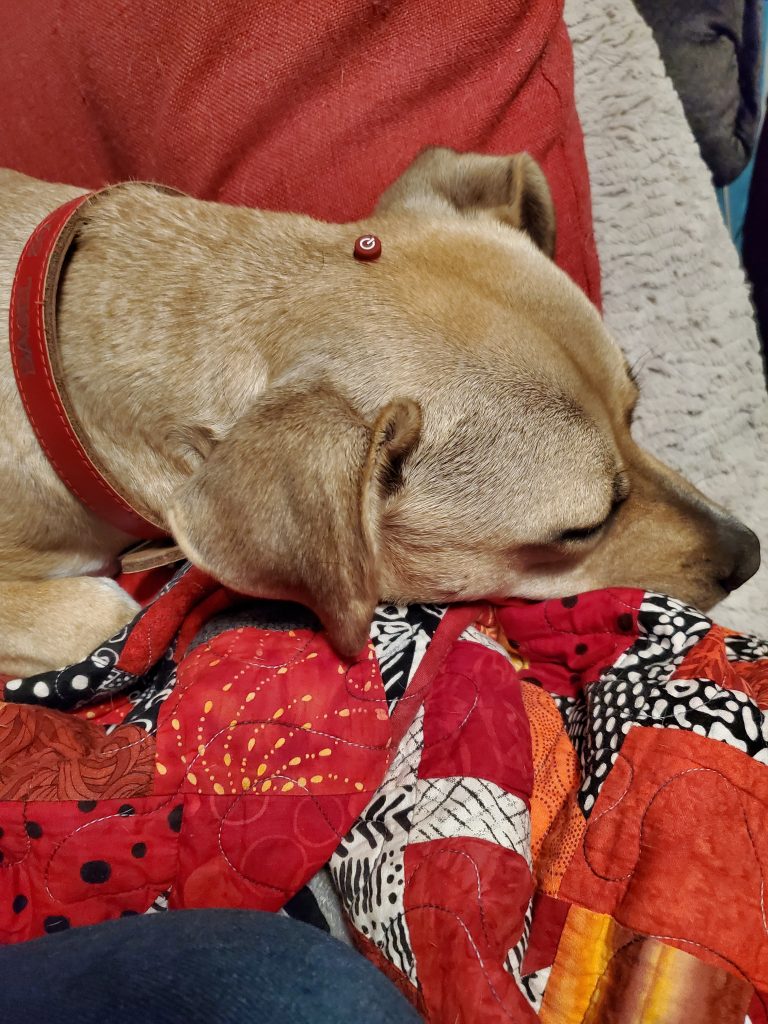 A tan dog napping on a red quilt, with a power button on her head.