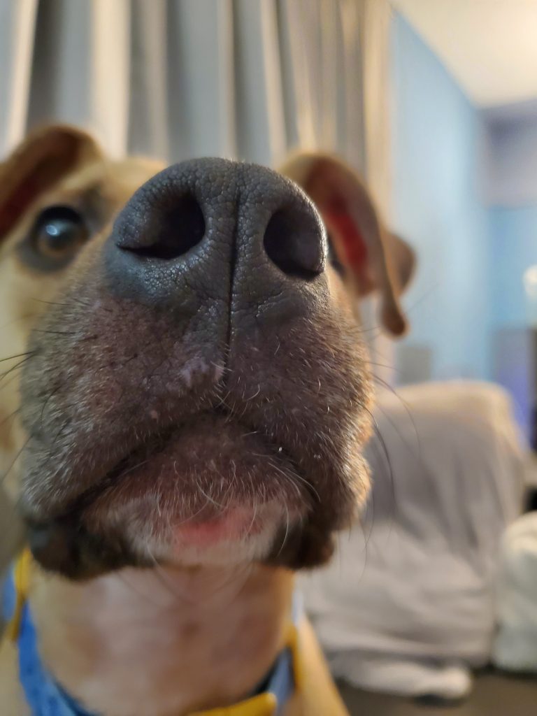 A tan dog sitting directly in front of the camera, with her nose almost touching it.